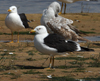 1cy fuscus in August, ringed in Finland. (81365 bytes)